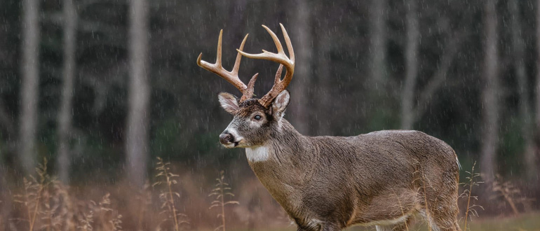 How to Attract Deer to Your Property Fast