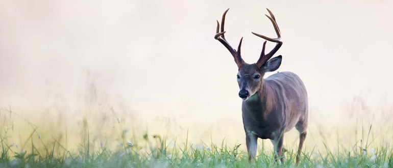Attract Deer to Your Property