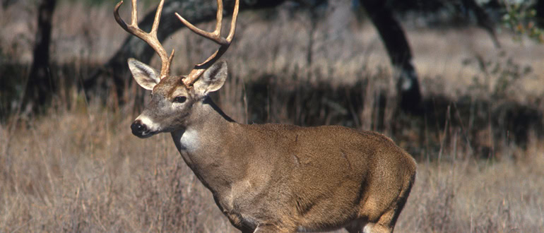 attracting whitetail deer