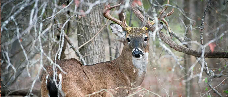 Texas Deer Hunting Guide: Beyond Whitetails and Into the Wild