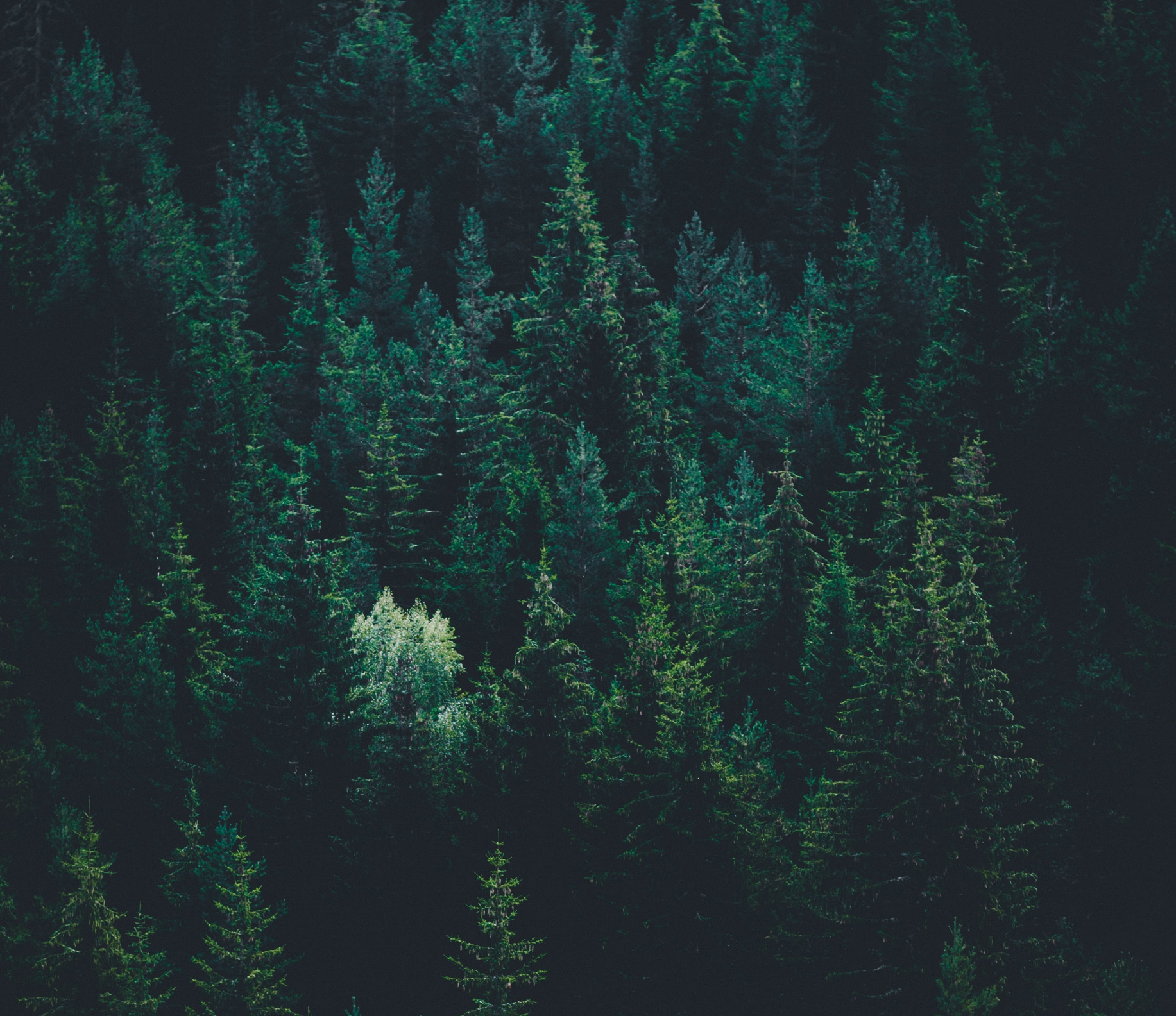 View Timber Land For Sale