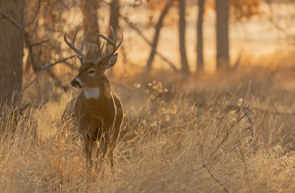 View Hunting Land For Sale